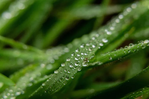 Gouttes Rosée Sur Herbe Gros Plan Macro Photo — Photo