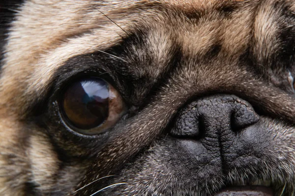 pug face close up, macro photo