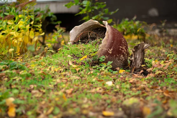 Gammal Blomkruka Ligger Rabatt Gräset Dnepr Staden Hösten — Stockfoto