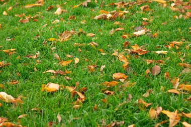 Arkaplan olarak kuru yapraklı yeşil çimenler