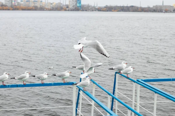 Gaviotas Vuelo Muelle Cerca Las Orillas Del Río Dniéper Ucrania —  Fotos de Stock