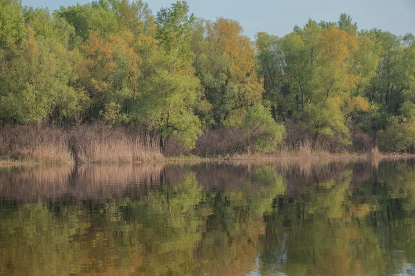 Floresta Outono Longo Das Margens Rio Dnieper Ucrânia — Fotografia de Stock