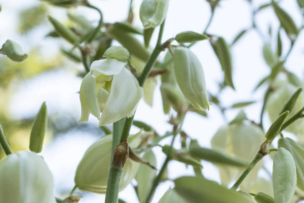 Blumen Weiße Glöckchen Aus Nächster Nähe — Stockfoto