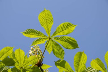 Güneşli bir günde çiçekli kestane ağacı