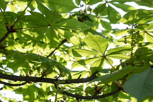 Kwitnące Kasztanowe Drzewo Słoneczny Dzień — Zdjęcie stockowe