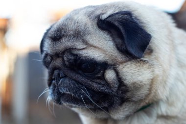 Pug sabah Dinyeper şehrinde yürüyor.