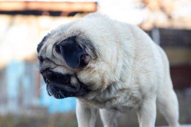 Pug sabah Dinyeper şehrinde yürüyor.