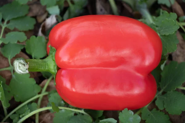 red pepper against green grass background