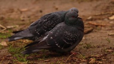 Dnipro şehrindeki sonbahar parkında iki güvercin tüylerini birbirine temizler.