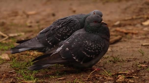 Two Doves Clean Feathers Each Other Autumn Park City Dnipro — Stock Video
