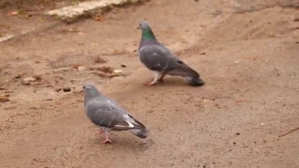 Two Pigeons Walk Road Autumn Park City Dnipro — Stock Video