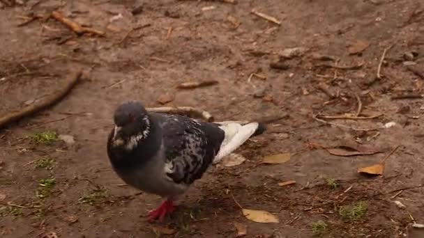 Promenade Pigeon Sur Route Dans Parc Automne Dans Ville Dnipro — Video