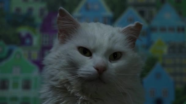 Bílá Kočka Zívne Spánku Začne Hrát Tmavé Ložnici Doma — Stock video