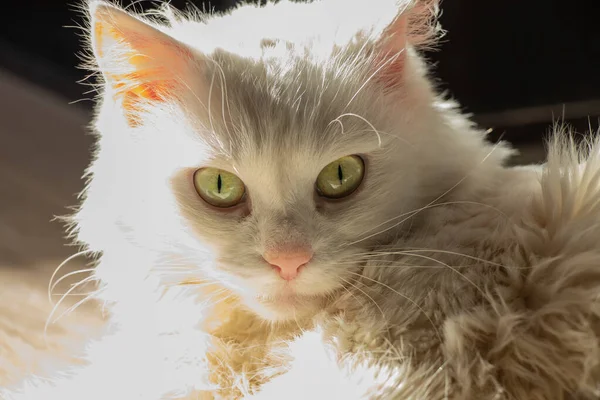 Портрет белой кошки крупным планом — стоковое фото