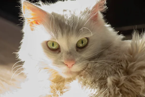 Retrato de cerca de un gato blanco —  Fotos de Stock