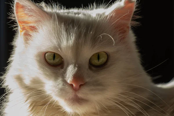 Närbild porträtt av en vit katt — Stockfoto