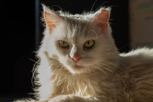 Портрет белой кошки крупным планом — стоковое фото