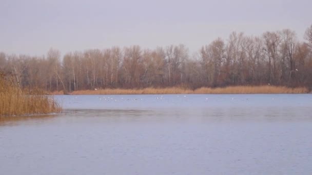 Зимовий Ліс Річка Дніпро Місті Дніпро Україна — стокове відео