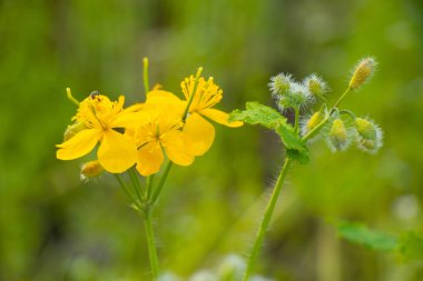 Güneşli bir temmuz gününde tarlada çiçek açan bitki.