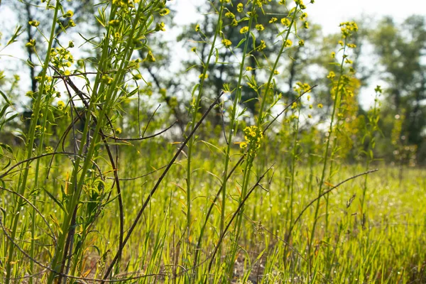Planta con flores en el campo en un día soleado de julio — Foto de Stock