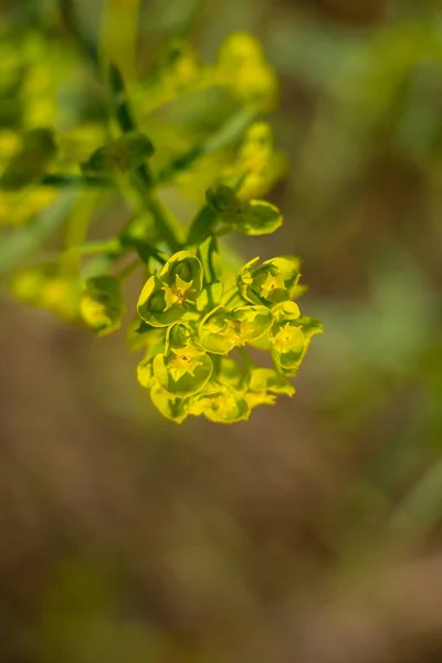 Pianta da fiore nel campo in una soleggiata giornata di luglio — Foto Stock