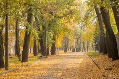 Ukrayna 'nın Dnipro şehrinde sonbahar güneşli bir günde ağaçlarla dolu bir parkta yol.