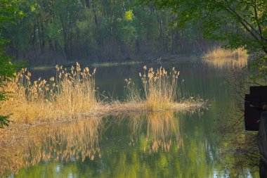 Ukrayna 'nın Dnipro şehrinde sonbahar güneşli bir günde ormandaki Dinyeper nehri.