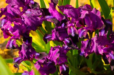 Güneşli bir günde İris çiçeklerinin yakın plan görüntüsü