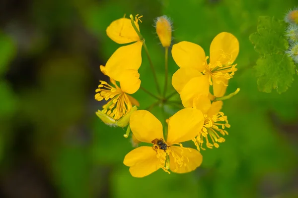 Pianta da fiore nel campo in una soleggiata giornata di luglio — Foto Stock