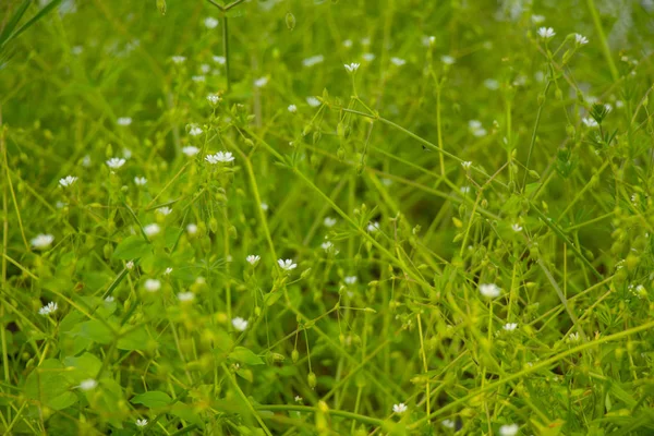 화창 한 7 월의 들판에서 꽃피는 식물 — 스톡 사진