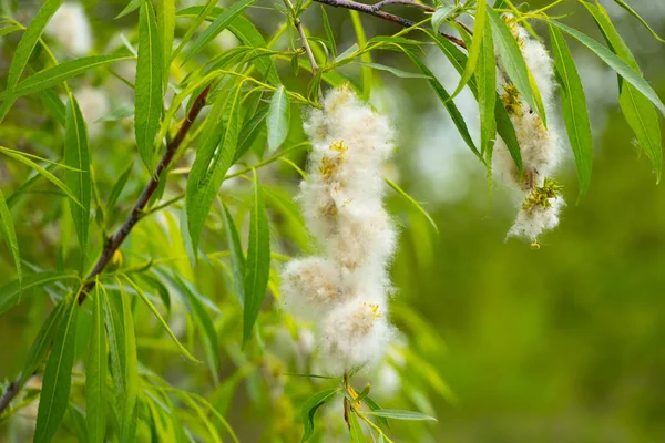 Güneşli bir günde baharda açan söğüt.