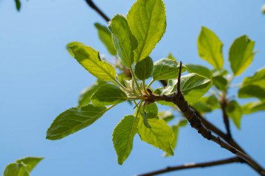 İlkbaharda güneşin altında çiçek açan elma ağacı.