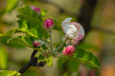 İlkbaharda güneşin altında çiçek açan elma ağacı.