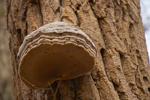 Grande cogumelo cresce na casca de árvore de tarde no parque de outono — Fotografia de Stock