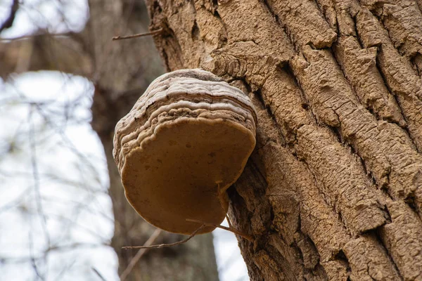 Grande cogumelo cresce na casca de árvore de tarde no parque de outono — Fotografia de Stock