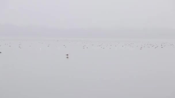 우크라이나 드네프르 시에서 안개낀 아침에 갈매기떼 드네프르강을 떠다닌다 — 비디오