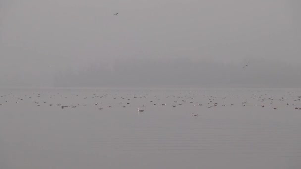 Ein Schwarm Möwen Schwimmt Einem Nebligen Morgen Auf Dem Dnjepr — Stockvideo