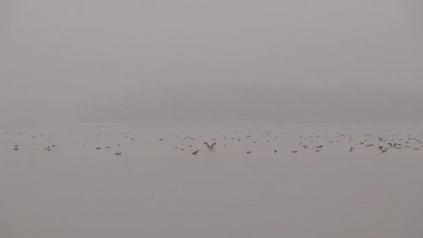 Ein Schwarm Möwen Schwimmt Einem Nebligen Morgen Auf Dem Dnjepr — Stockvideo