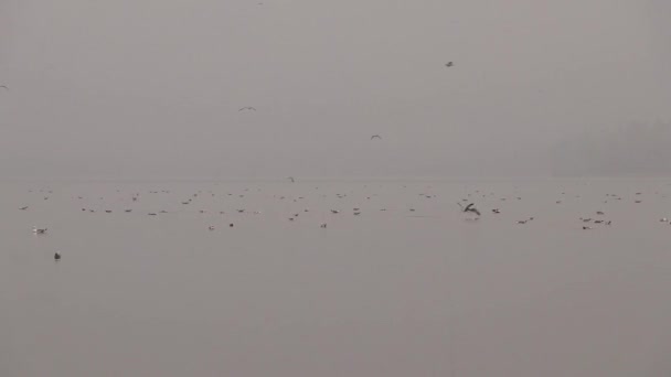 Ein Schwarm Möwen Schwimmt Einem Nebligen Morgen Auf Dem Dnjepr — Stockvideo