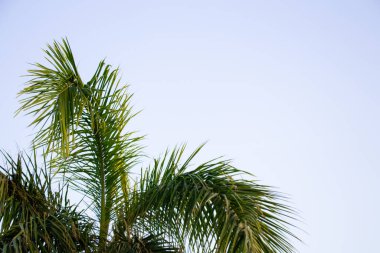 Mısır 'da güneşli bir havada mavi gökyüzüne karşı palmiye ağacı