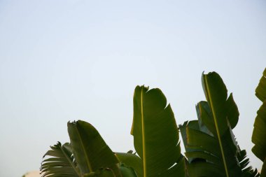 Mısır 'da güneşli bir havada mavi gökyüzüne karşı palmiye ağacı