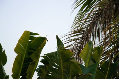 Mısır 'da güneşli bir havada mavi gökyüzüne karşı palmiye ağacı