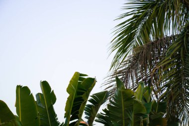 Mısır 'da güneşli bir havada mavi gökyüzüne karşı palmiye ağacı
