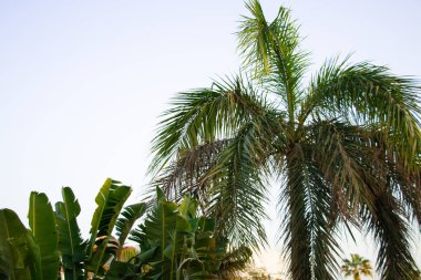 Mısır 'da güneşli bir havada mavi gökyüzüne karşı palmiye ağacı