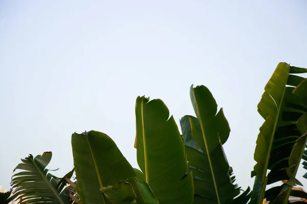 Palma przeciwko błękitnemu niebu w słonecznej pogodzie w Egipcie — Zdjęcie stockowe