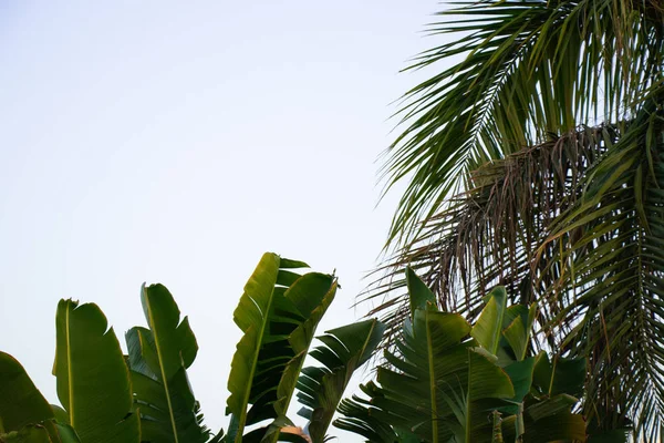 Mısır 'da güneşli bir havada mavi gökyüzüne karşı palmiye ağacı