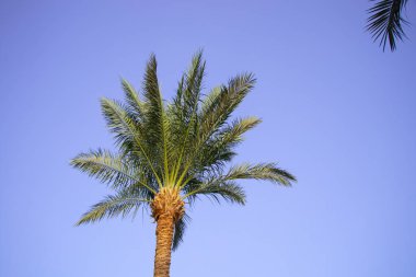 Mısır 'da güneşli bir havada mavi gökyüzüne karşı palmiye ağacı