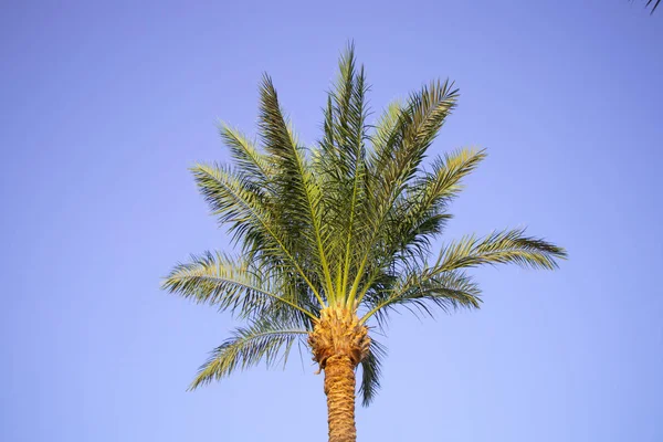 Palmy proti modré obloze za slunečného počasí v Egyptě — Stock fotografie