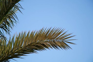Mısır 'da güneşli bir havada mavi gökyüzüne karşı palmiye ağacı
