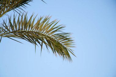 Mısır 'da güneşli bir havada mavi gökyüzüne karşı palmiye ağacı